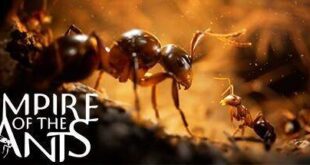 Empire of the Ants-Torrent-Download